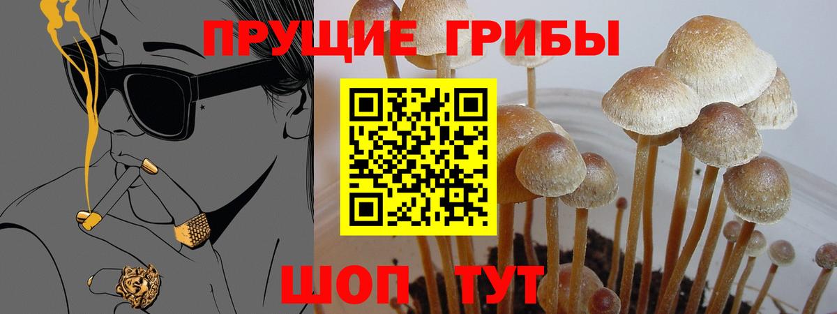 Галлюциногенные грибы Psilocybine cubensis  купить  сайты  Конаково  Вход с VPN 